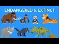 Endangered and Extinct Animals for Kids Rare Extinct Animals