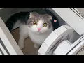 Download Lagu 종이자동차를 타고 신난 고양이 | 면허 없음... ㅋㅋㅋ