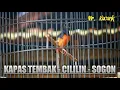 Download Lagu Burung Murai Batu Tembakan Isian Cililin Kapas Tembak Sogon - White Rumped Shama