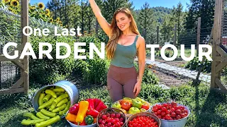 Fall Garden Tour with Heidi!! Last Harvest of the Season (tomatoes, peppers, fall crops)