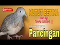 Download Lagu NUTUT PERKUTUT BETINA (PERKUTUT LOKAL BETINA GACOR) PANCINGAN