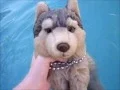 Webkinz Signature Timber Wolf Bella Goes Swimming