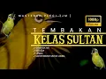 Lagu 🔴 LIVE Masteran Pleci Tembakan Mewah Kelas SULTAN