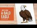 Your First Bald Eagle Sketch Starts Here - Try It Now