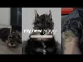 I brought my Mini Schnauzer puppy home Puppy pickup first 24 hours