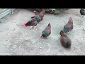 Can chickens eat nuts and which ones