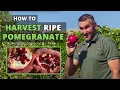 How to Tell If Pomegranate is Ready to Pick Pomegranate Harvest 2020