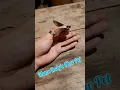 Download Lagu Tham Indy's New Magnificent Pet. |  #shorts #insects #thamindytham