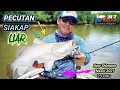 Download Lagu PECUTAN SIAKAP LIAR vs NEW SHIMANO NASCI 2021 | #Vlog22 #mytripzmt #siakap #sabahanyoutuber #casting