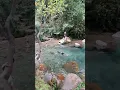 Download Lagu woowwww menyenangkan hutan yang indah dan di iringi suara burung berkicau