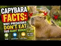 Capybara Facts Why Predators Don t Eat This Giant Rodent