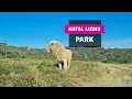 Download Lagu Natal Lion's Park