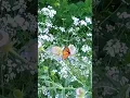 Download Lagu #monarchbutterflies #monarchbutterfly #butterfly #indiana #flower