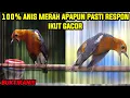 Download Lagu 100% LANGSUNG NYAUT DENGAN PANCINGAN ANIS MERAH TELER DAN SUARA SUITAN BETINA INI DIJAMIN GACOR