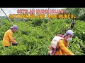 Lagu SUASANA INDAH KEBUN DI PINGGIR SUNGAI..!! MENIKMATI SEJUKNYA MATA AIR PEGUNUNGAN