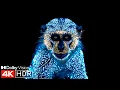 Download Lagu Dolby Vision™ Ultra HD 60fps 4K OLED Demo | HDR
