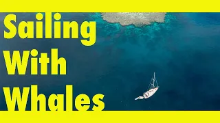 AMAZING encounter with BABY WHALE (Learning By Doing Ep189)