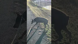 #fyp #dream #youtube #doberman #pets