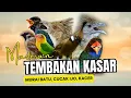 Download Lagu Masteran Tembakan Kasar Untuk Burung Murai Batu ,Cucak Ijo ,Kacer