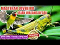 Lagu MASTERAN LOVEBIRD ISIAN WALANG KECEK 🔴 Masteran Burung Lovebird 🔴 Vlog Kampung Tv