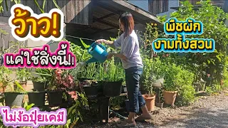 น้อยคนนักที่รู้!! ใช้สิ่งนี้แทนสูตร15-15-15 ต้นไม้พืชผักงามเหลือเชื่อไม่ต้องง้อปุ๋ยเคมี