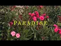 Lagu Beau Mont - Paradise (Official Music Video)
