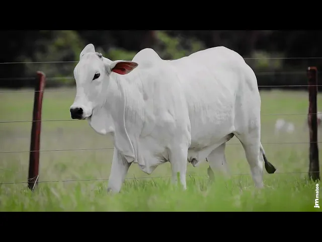 Novilha Nelore AFOM - 5377