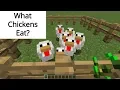 What Do Chickens Eat