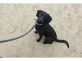 Minna - Cocker Spaniel x Labrador
