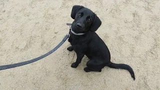 Minna - Cocker Spaniel x Labrador
