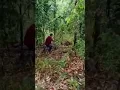 Lagu Menembak babi hutan dengan senapan tradisional - suara nya bikin babi besar spot jantung #shorts