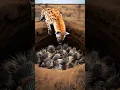 Download Lagu Twee vriendelijke mannen hielpen een hyena in de savanne #hyena #reddieren #wildliferescue #shorts