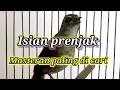 Download Lagu Jongkangan coklat gacor isian prenjak masteran paling di cari