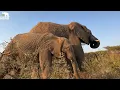 Download Lagu Unexpected Bonding Between Baby Elephant Khanyisa \u0026 Big Brother Mambo!