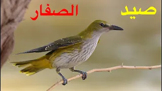 صيد الصفار بالكركت دندنها