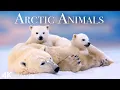 Arctic Animals 4K - Amazing Scenes of Arctic Wildlife Scenic Relaxation Film