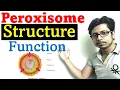 Peroxisome structure and function
