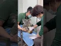 Download Lagu The koala doesn't allow the caretaker to touch any other koalas. #koala #animals #shorts #cute