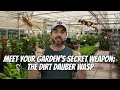 Meet Your Garden s Secret Weapon The Dirt Dauber Wasp