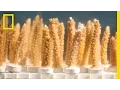 Miami s Choice Bigger Ships or Coral Reefs National Geographic