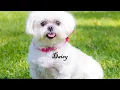 Lagu Our dog lover community maltese dog gallery | DLC