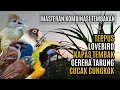 Download Lagu MASTERAN KOMBINASI MEWAH BESETAN CUNGKOK GEREJA TARUNG, TEPPUS, KAPAS TEMBAK, LOVEBIRD
