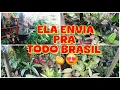 Download Lagu MUITAS AGLAONEMAS NA PROMOÇÃO 😱💚🪴