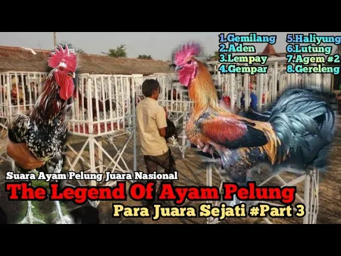 Download MP3 Kumpulan Suara Ayam Pelung Juara Nasional Part 3