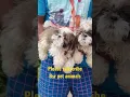 Download Lagu #Mc pets #male 17k #female 16k #Tri colour #sale #9000205200 / 9032185211