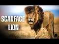 Download Lagu Legendary Lion Scarface \u0026 The Story of His Scar | The Rise \u0026 Fall of World Famous Lion
