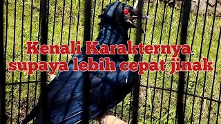 Download Metode Merawat Burung Tuwu Bakalan sampai Jinak dan Bunyi : Kenali Karakternya MP3