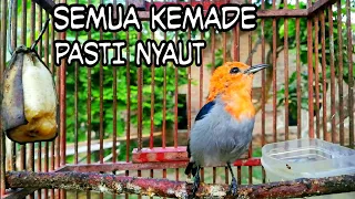 cit kemade gacor ini mampu bikin emosi kemade bisu seketika langsung nyaut