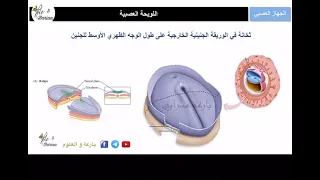 وحدة التنسيق العصبي   الجهاز العصبي   الجزء    مراحل تشكل الأنبوب العصبي   بكالوريا أ  بارعة مسرابي دندنها