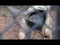 Georgia groundhog General Beauregard Lee predicts early spring